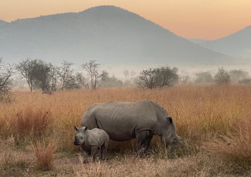 Rhinoceros at the Pilanesberg National Park in the North West Province of South Africa. Image credit: ICE HKA G&amp;S