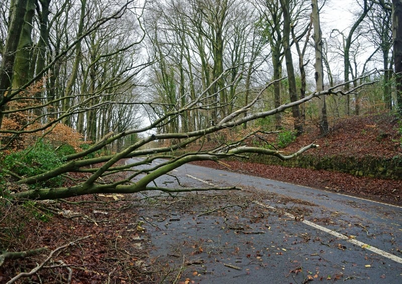 Fallen trees can cause widespread disruption across the road network. Image credit: Shutterstock