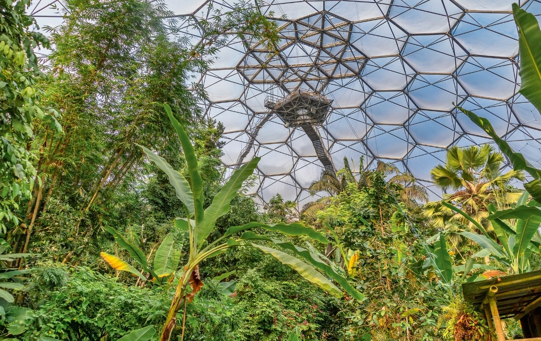 rainforest biome eden project