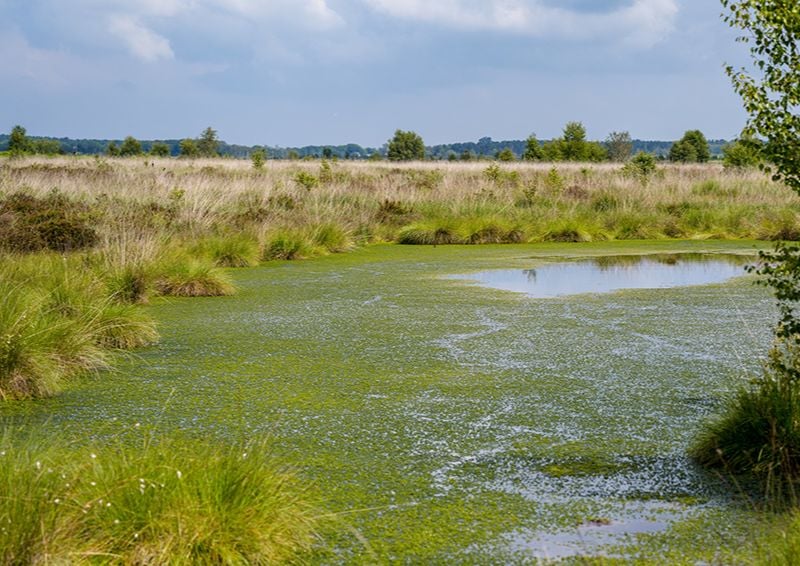 Peatlands can help remove carbon from the atmosphere. Image credit: Shutterstock