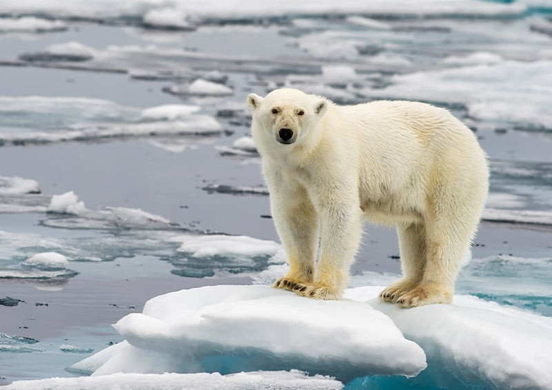 Climate emergency: time for action