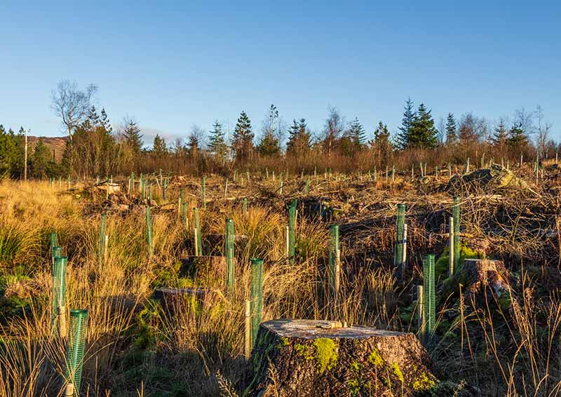 Helping to make Europe a wilder place