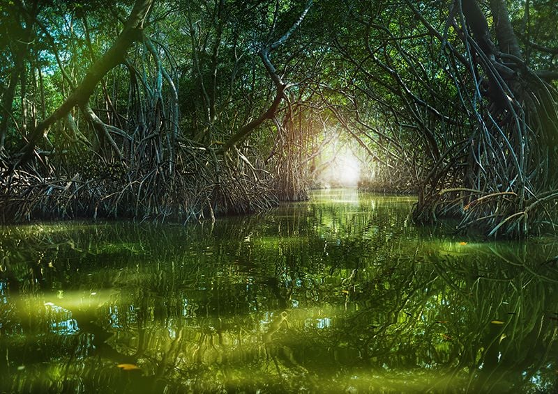 The roots of mangroves can help reduce the impact of waves on the land. Image credit: Shutterstock
