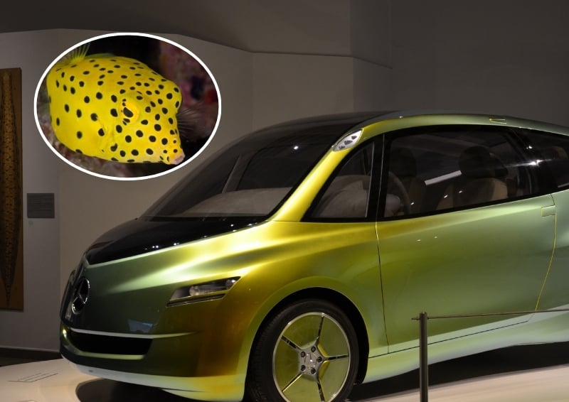 Mercedes-Benz concept car was inspired by the boxfish. Image credits: Shutterstock (boxfish) and NatiSythen (for the car, licensed under <a href="https://creativecommons.org/licenses/by-sa/3.0/">CC BY-SA 3.0</a>)