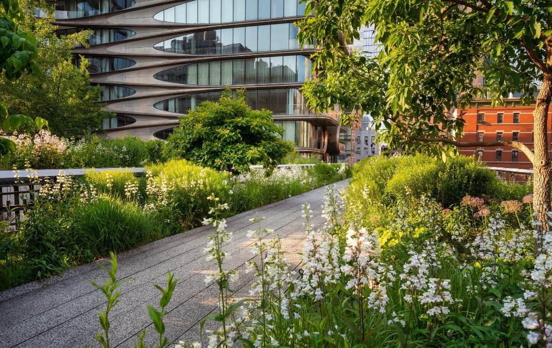 high line nyc flowers and plants