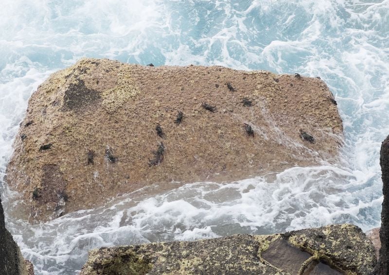Marine wildlife can make their habitats along these breakwater structures. Image credit: Shutterstock