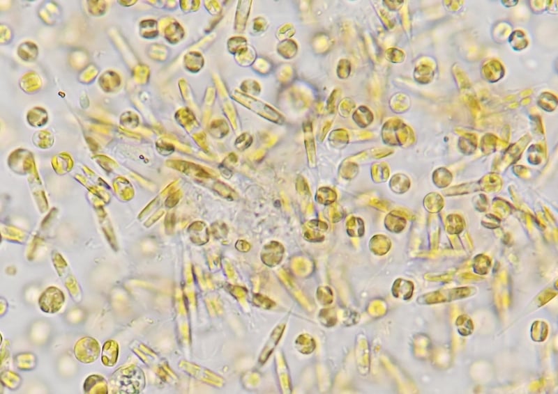 Microalgae, like diatoms, can help purify water and create healthier environments for aquatic life. Image credit: Shutterstock