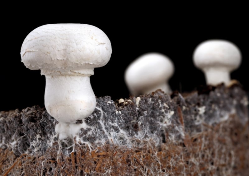 the weirdest materials in construction